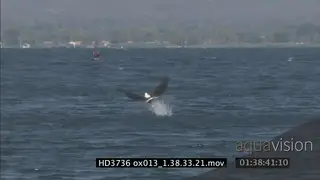 African fish eagle on a tree, flies off and catches a fish from a river GOOD LIGHT