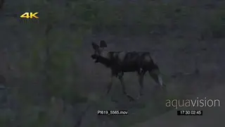 African Wild dog pack patrolling hunting through bushes SEMI DRY LS PAN ZI MS