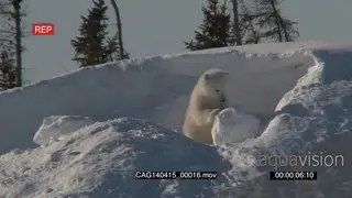 Polar Bear young cub explore snow outside winter den