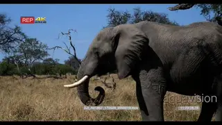 Side view of elephant grazing