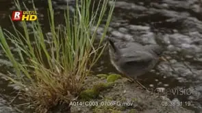 Dipper on a rock feeding its chick while flapping wings
