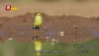 Yellow-fronted canary walking, jumping, foraging and feeding on aquatic insects.