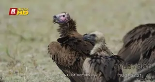 Two Lappet-faced Vultures standing, looking around and walking out of frame.