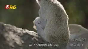 Adult female Vervet Monkey holding/carrying her infant or young.