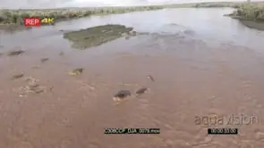 B-Roll Chem Chem Safari: Drone Aerials over hippo pod