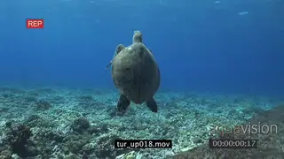 Hawksbill Sea Turtle swimming upwards surface underwater in ocean LS TU WS HAND