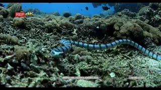 Close up shot of hunting black banded sea krait snake that comes straight to the camera