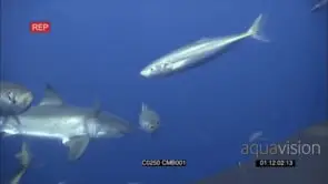 Great White Shark approaching, swimming in Deep blue ocean AmCam UW