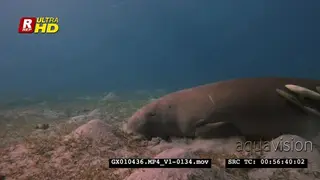 Close up shot of a dugong eating