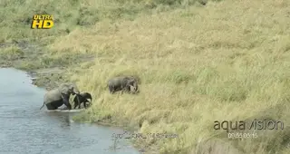 Two adult African Elephant crossing the Linyanti River with a calf, during midday. AERIAL.