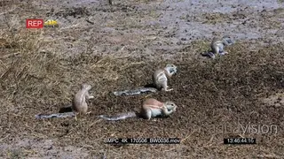 A group of cape ground squirrels searching through a pile of buck dropping picking one at.