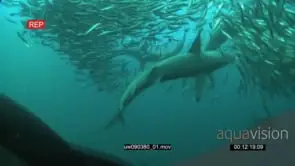Dusky Sharks and Common Dolphins swimming underwater in ocean with Sardines WS HAND