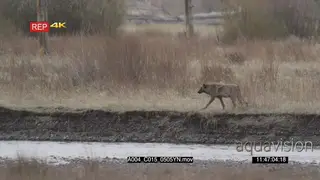 Gray wolf walking around WS PROFILE PAN DRY