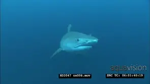 Tiger Shark passing close to camera, cameramen filming Tigers UW