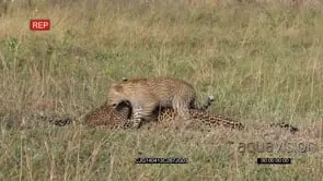 Leopard cub Laying down grooming the Mother MWS