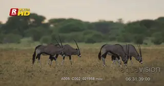 Four Gemsbok standing, looking towards the camera, grazing on grass and walking pass…