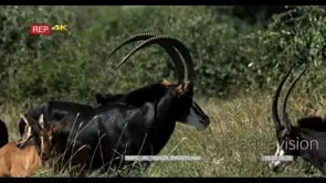 A herd of Sable Antelope with calfs walking and grazing in long thick grass