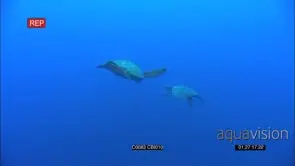 Sea Turtles swimming GENERAL BEHAVIOUR