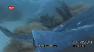 School of Chokka Squids swimming in one place on coral reef underwater in ocean and.