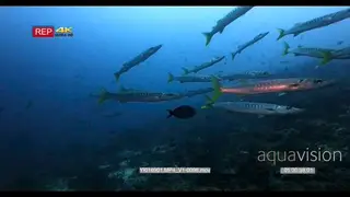 close up, slow motion shot of a school of blackfin barracuda fish sphyraena qenie passing.