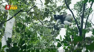 White-fronted brown lemur climbing down, dancing and jumping from one tree branch to the.