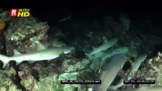 Whitetip reef sharks hunting at night
