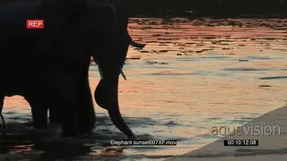 Elephants drinking on a riverbank SILHOUETTE MS