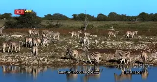 Zebra Dazzle including some juveniles stumbling over the pebbles while walking away from.