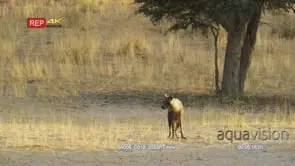 Brown hyena standing looking around
