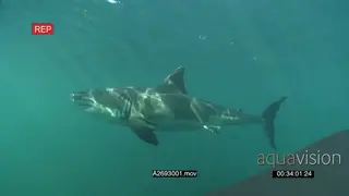 Great white shark gently swimming around underwater in ocean passing by the camera HAND
