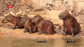 Capybara Standing family on riverbank