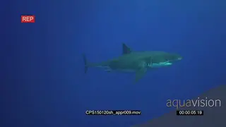 Great White Shark UW PROFILE