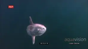Ocean sunfish or common mola (Mola mola)