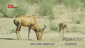 Red hartebeest foal standing looking at camera and running to red hartebeest mother