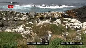 The yellow-eyed penguin (Megadyptes antipodes), known also as hoiho or tarakaka, is a…