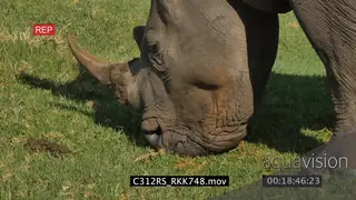 White rhino grazing on grassland GREEN PROFILE CU