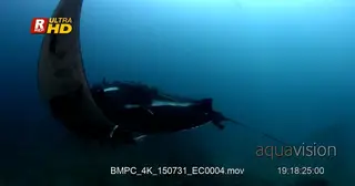 Giant Manta ray that is heavily laden with Remora's glides through the blue sea.