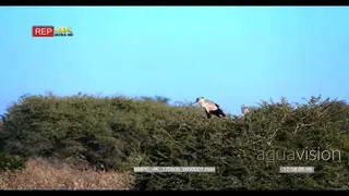 A male and female secretary birds one sits on their nest in a thorn tree while the other.