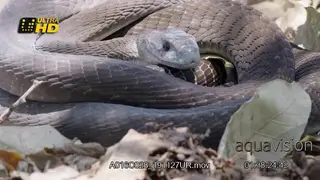 Black mamba (Dendroaspis polylepis) rolled up, flicking its tongue and hunting.
