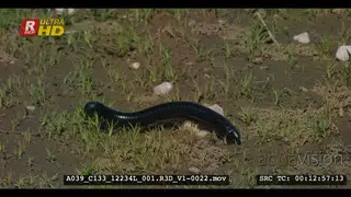 Close tracking shot of a giant african millepede walking around the green grass