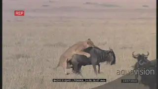 African lioness attack, catch and take down a wildebeest standing with the rest of the…