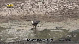 Saddle-billed stork catch barbel but looses it.