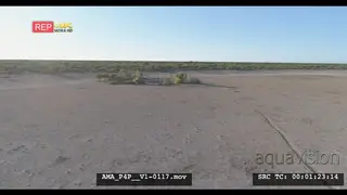 Aerial Drone over open veld Springbok general behaviour near bushes
