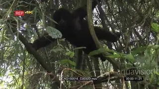 Mountain Gorilla juvenile swinging on tree branches in forest MLS PAN HAND
