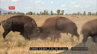 Two [2] American Bison bulls in territorial fight AmCam