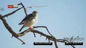 Pygmy falcon sitting on a dead branch preening