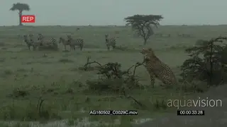 Cheetah (Acinonyx jubatus)walking around shrubs while raining heavily