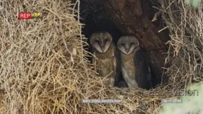 Medium shot of barn owl family in nest