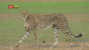 Cheetah mother walking