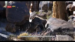 A family of dassies, rocky hyrax Procavia capensis where mom is feeding babies and dad.